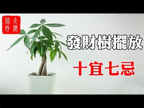 發財樹禁忌|家裡發財樹擺放禁忌，不要阻斷財運